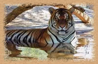 Click here to learn more about the residents of the park!